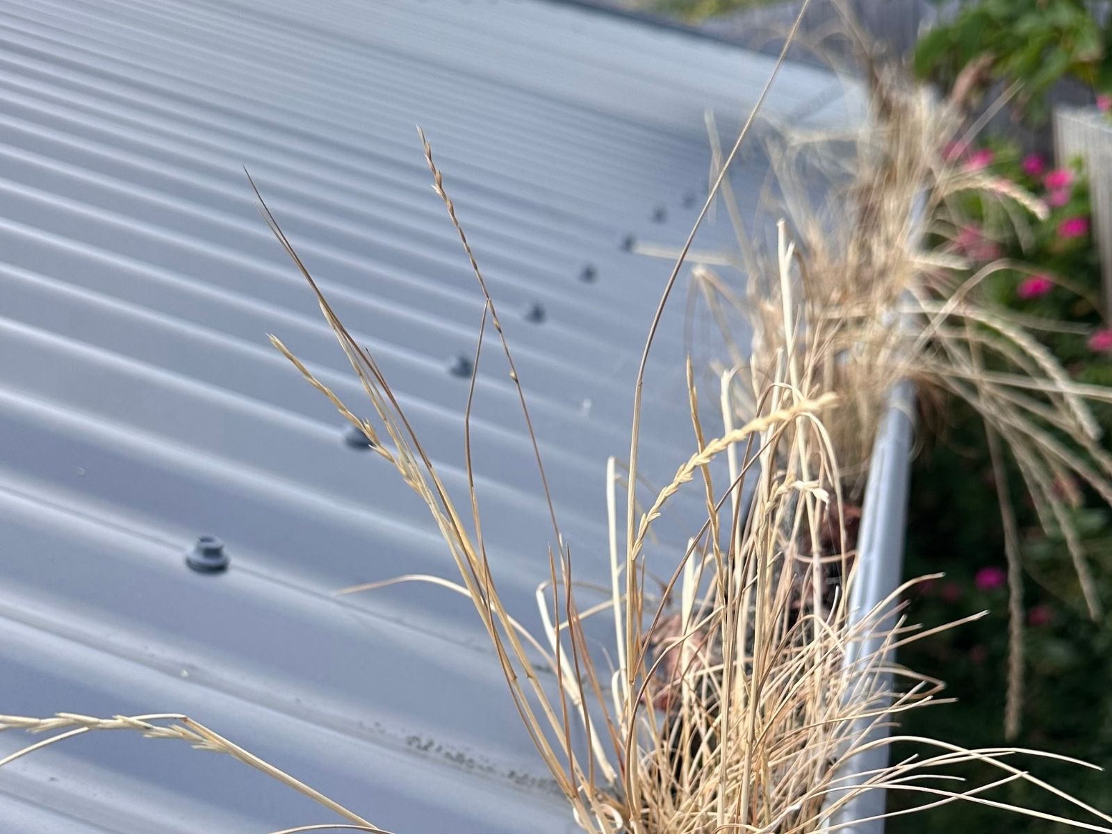 Blocked gutter before 3-Stage gutter cleaning in Hobart by Oleh Gutter System