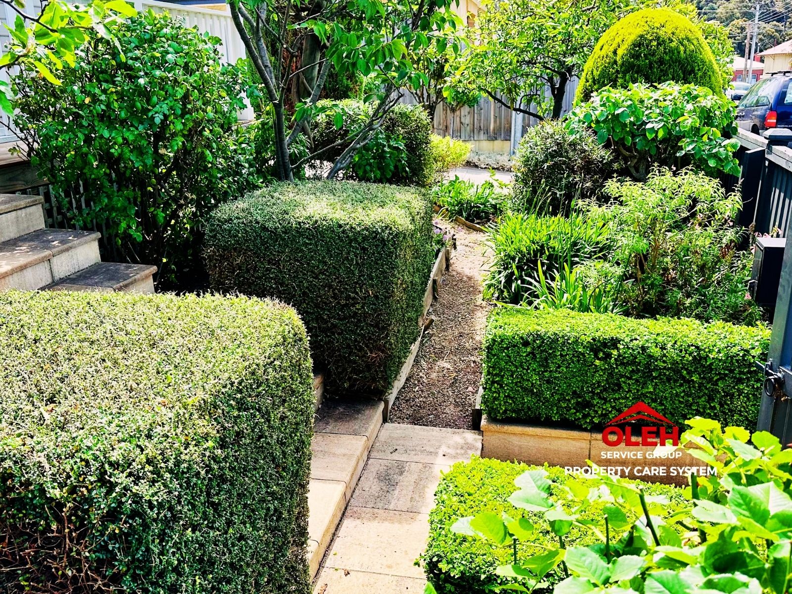 Hedge and shrub trimming service in Hobart by Oleh Service Group