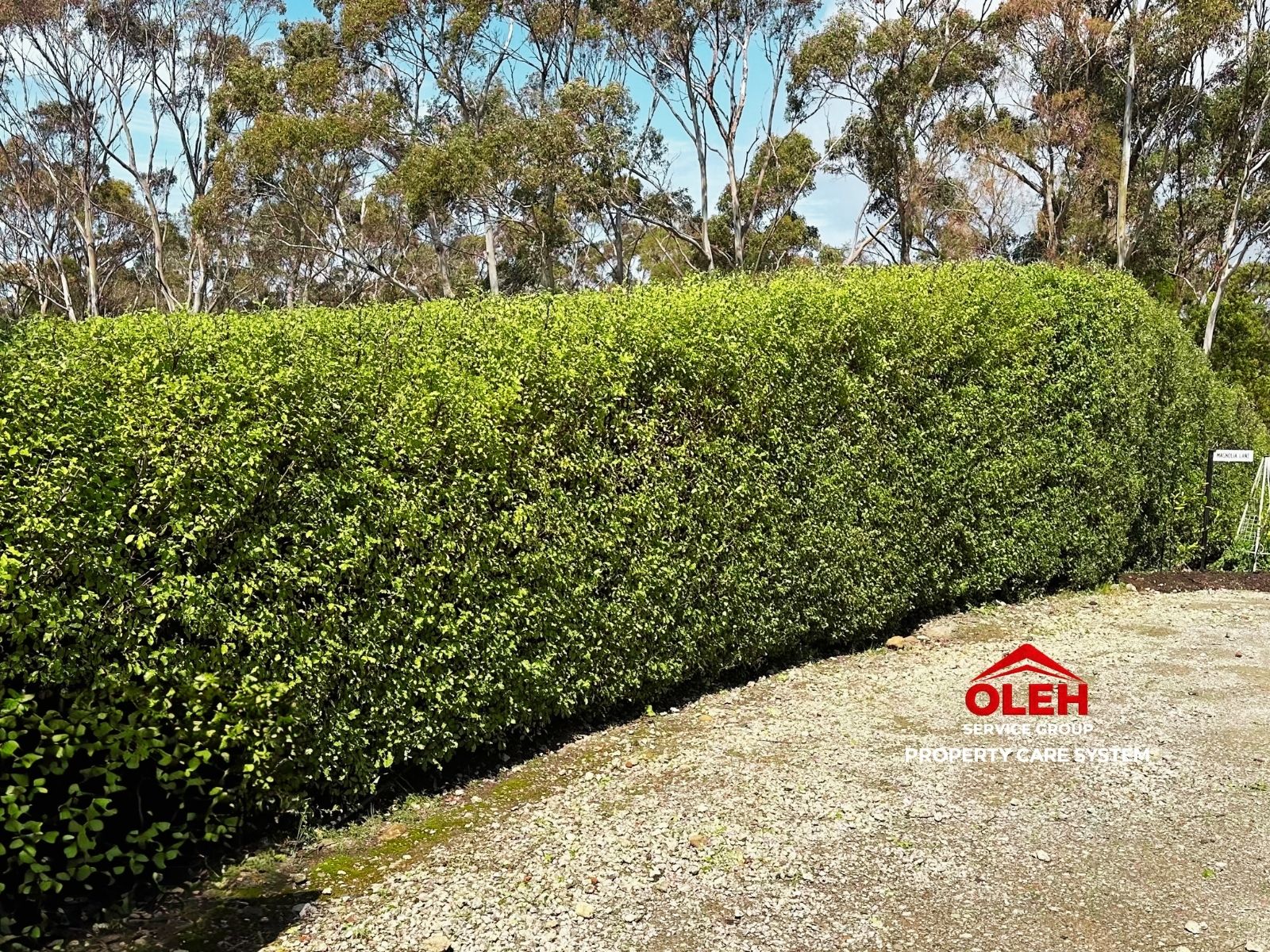 Hedge after trimming Hobart