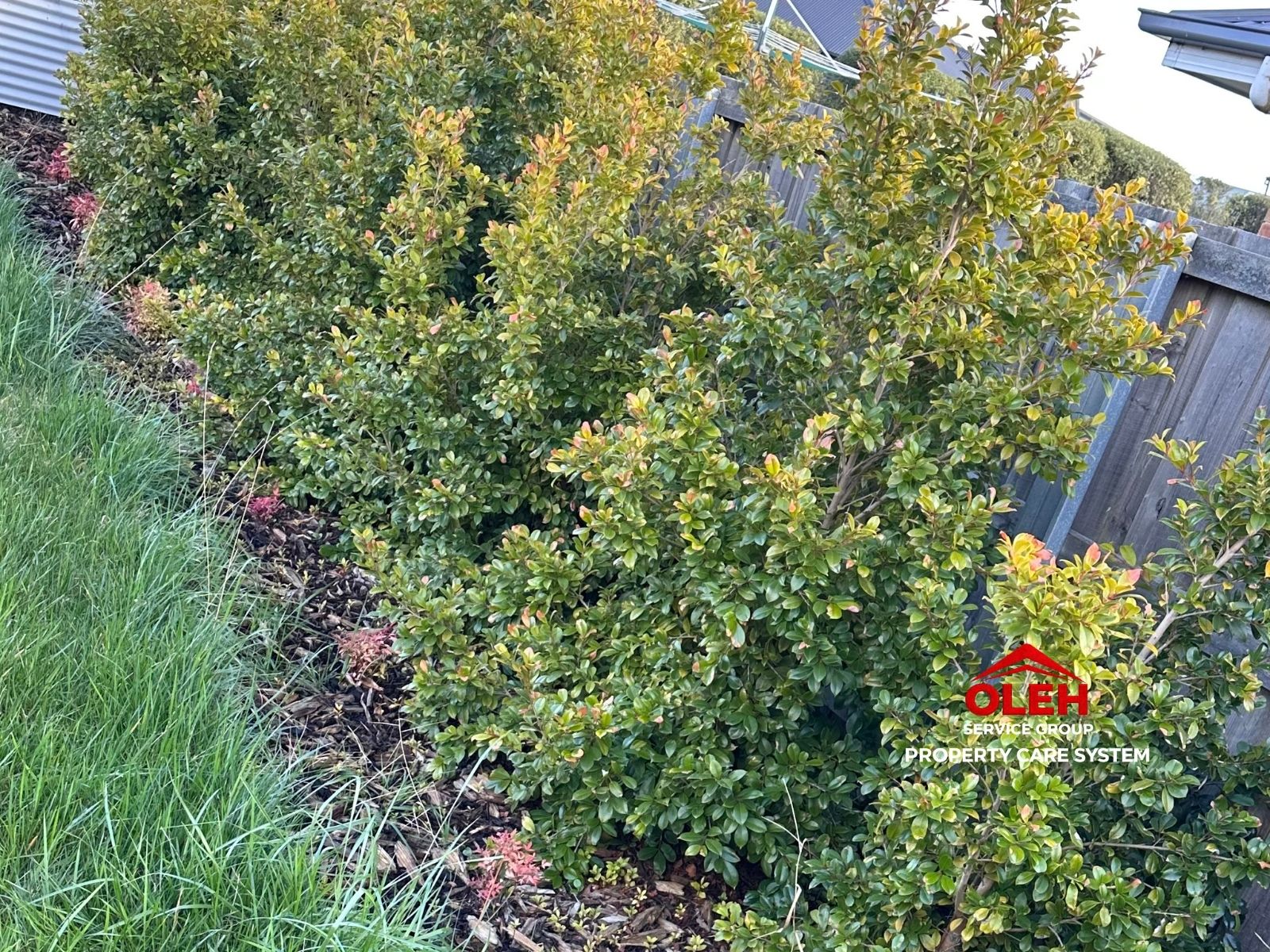 Overgrown garden weeds before landscape preparation and mulching in Hobart