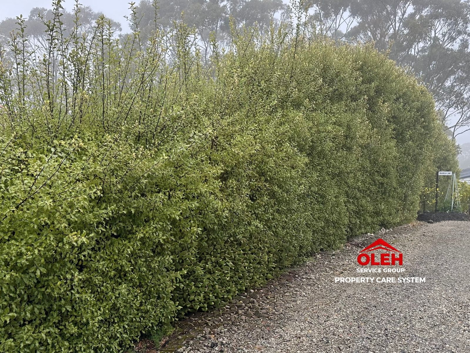 Overgrown hedge before trimming Hobart