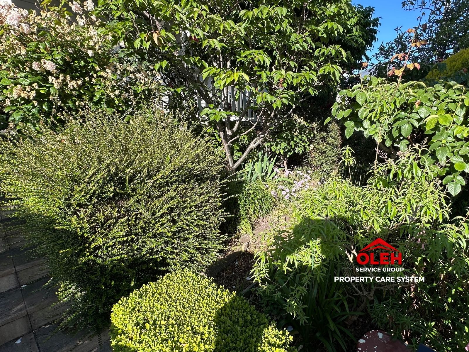 Pruning & Cutting Back Hobart