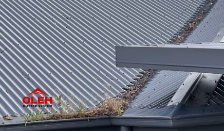 Organic debris and vegetation accumulated around a roof gutter in Hobart Tasmania